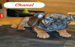 French Bulldog dogs for sale: 🌟 Beautiful French Bulldog Puppies  - Advert 15