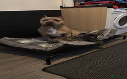 American Bully dogs for stud: American pocket muscle tone bully  - Advert 10