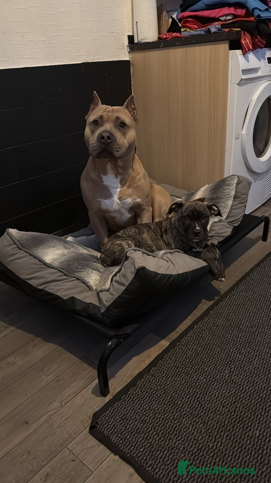 American Bully dogs for stud: American pocket muscle tone bully  - Advert 10