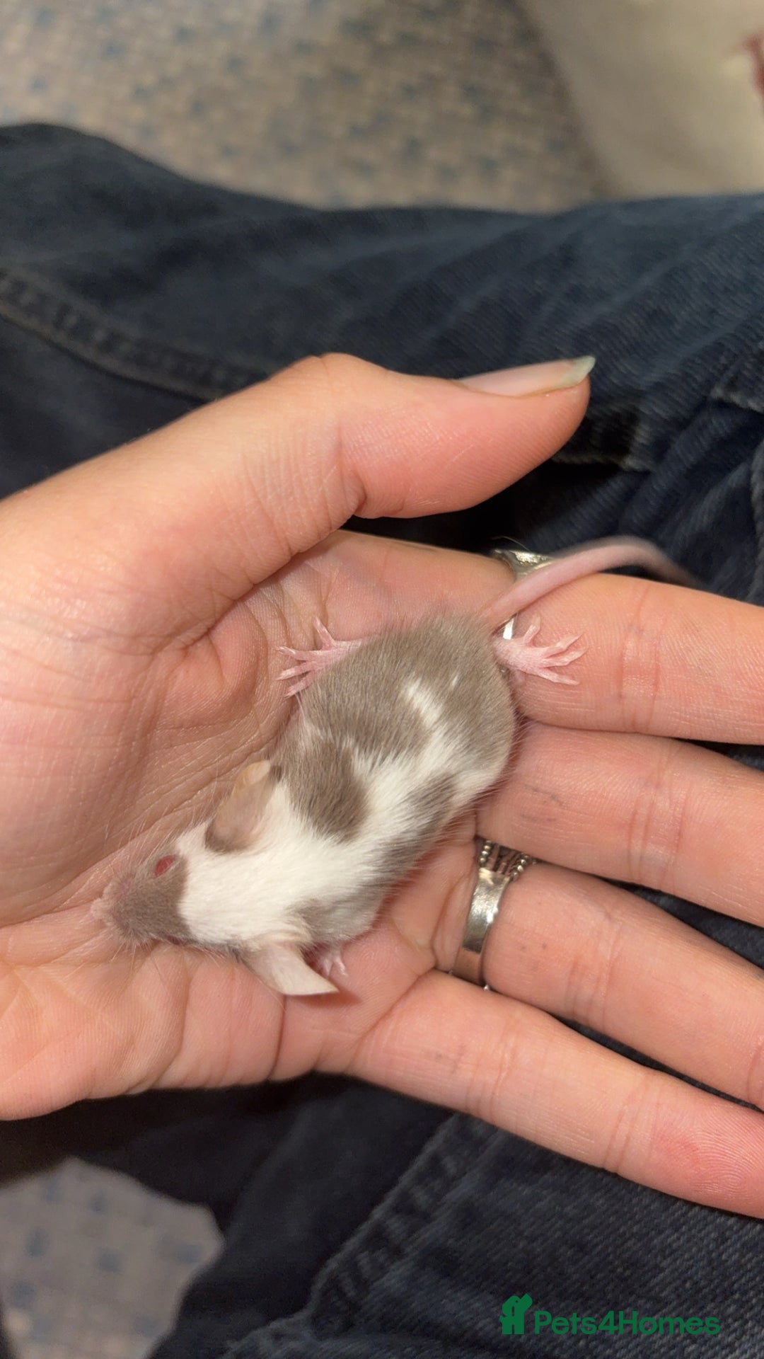 Mouse rodents for sale: Baby mice males and females  in Honiton - Image 12