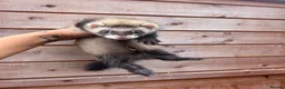 Ferret rodents for sale: Semi angora Hob last one for the season  - Advert 6