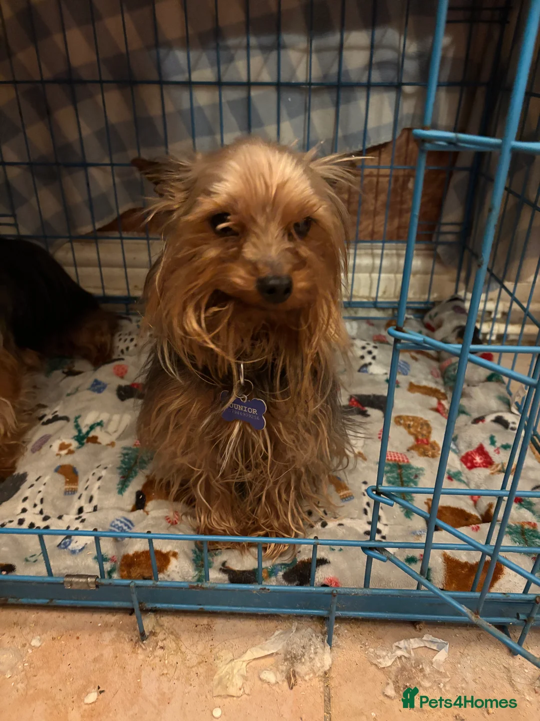 Yorkshire Terrier dogs for sale: Miniature male Yorkshire terrier (junior)  - Advert 1