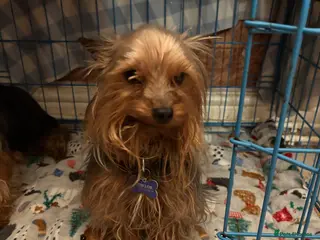 Yorkshire Terrier dogs Miniature male Yorkshire terrier (junior) - Advert 2