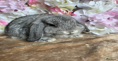 Mini Lop rabbits - Advert 3