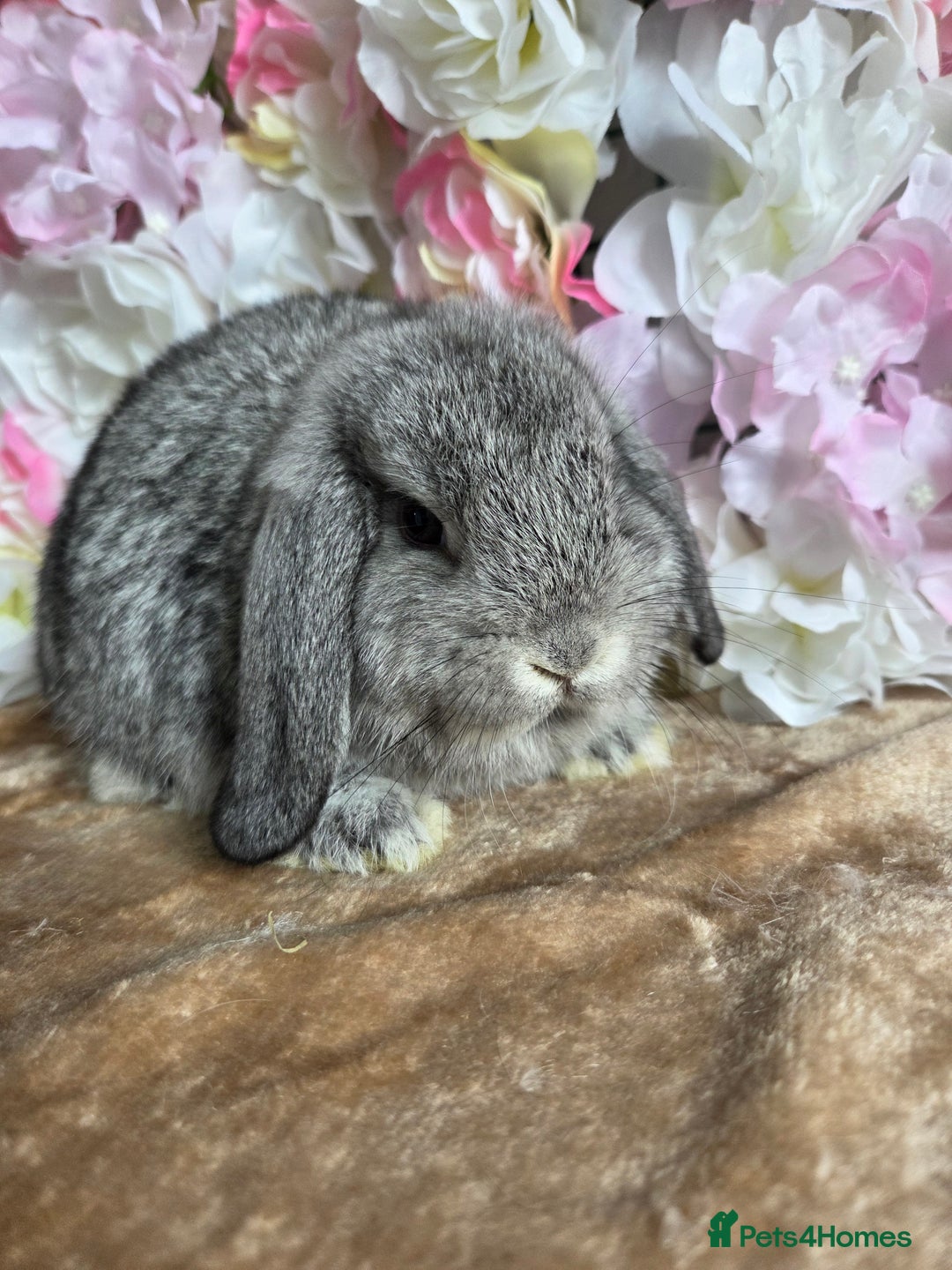 Mini Lop rabbits for sale: 🩷Pure bred mini lop baby girl available🩷  - Image 3