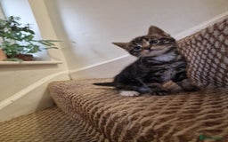 Mixed Breed cats for sale: Kittens ready to find homes - Image 11