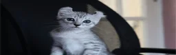 American Curl cats for sale: Pure American curl kittens  - Advert 14