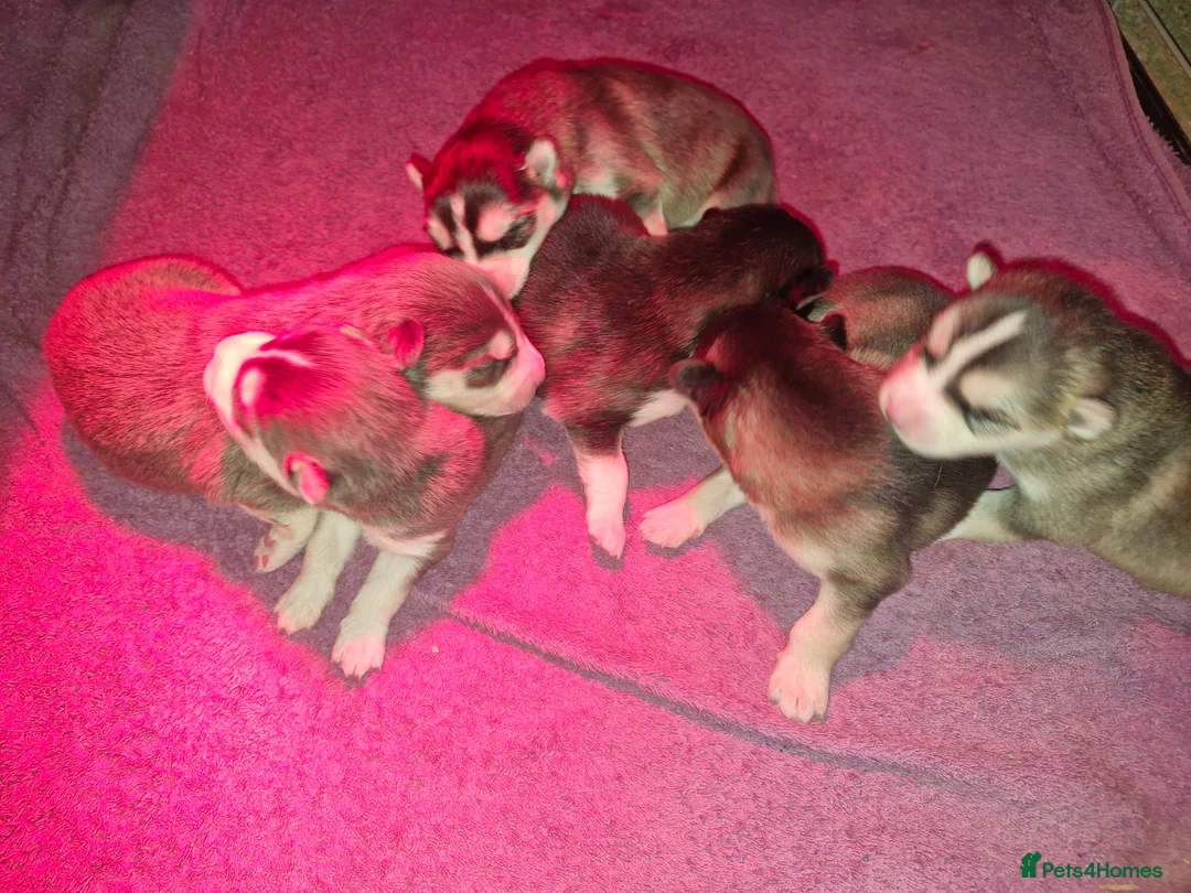 Pomsky dogs for sale: Litter of 6 Pomsky puppies - Advert 10