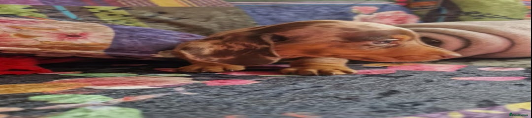 Miniature Dachshund Puppy 2