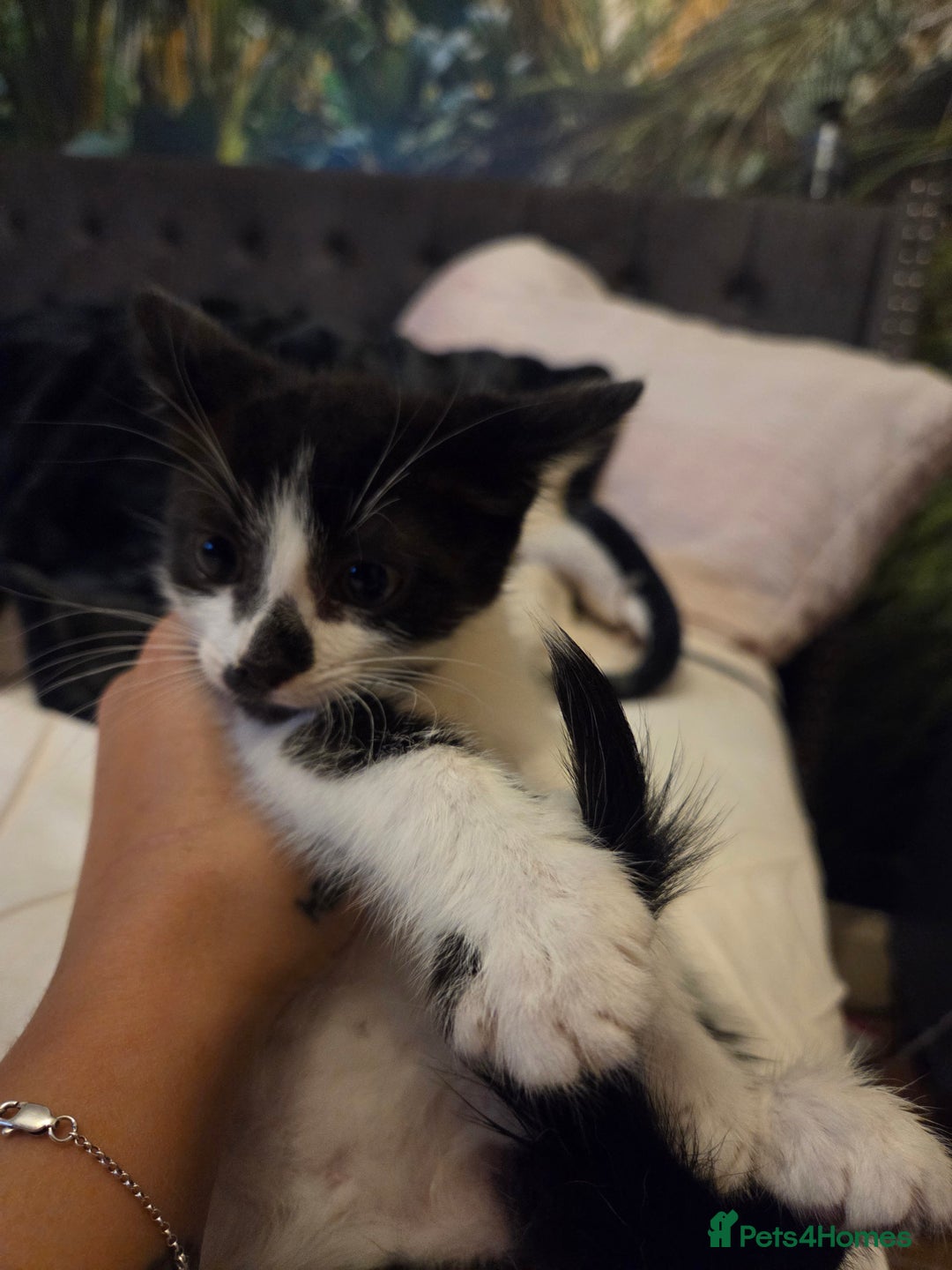 Mixed Breed cats for sale: Beautiful kittens ready to go - Advert 4