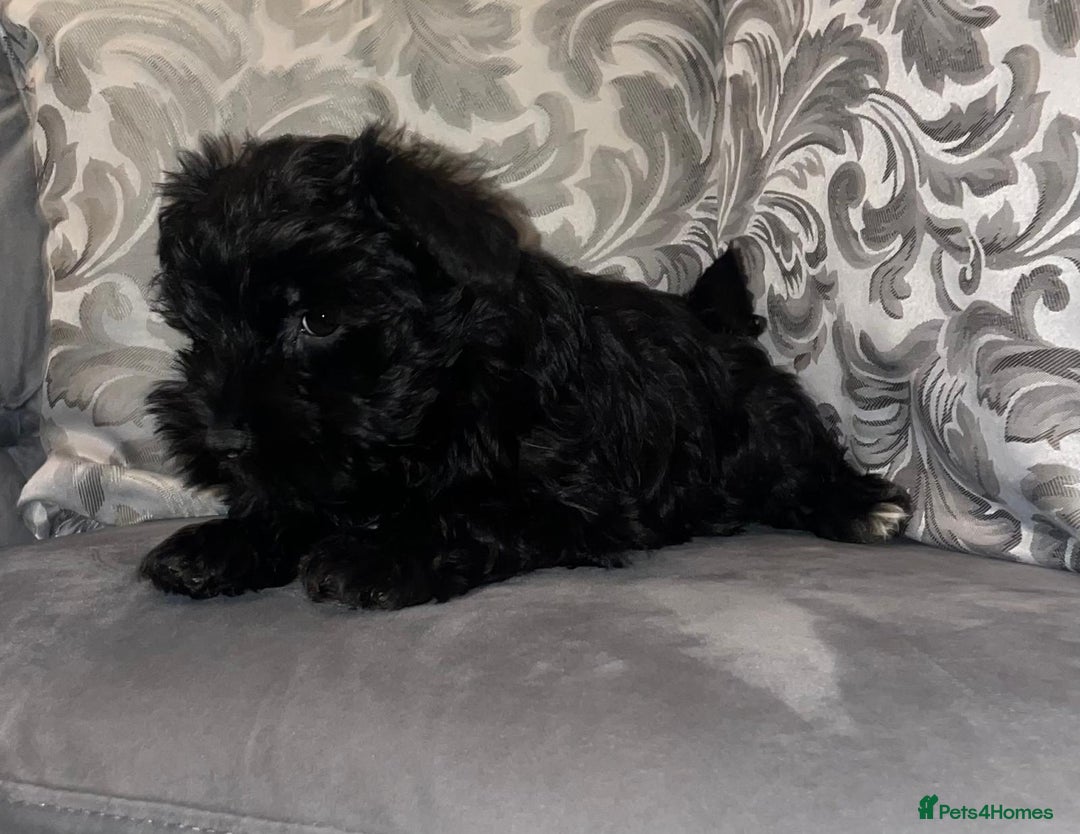 Miniature Schnauzer dogs for sale: KC Pedigree Mini Schnauzer - Advert 20