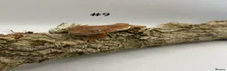 Gecko reptiles for sale: Adult, Juvenile and Lilly White Crested Geckos - Advert 17