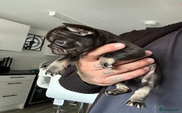 French Bulldog dogs for sale: Fluffy carriers - Image 5