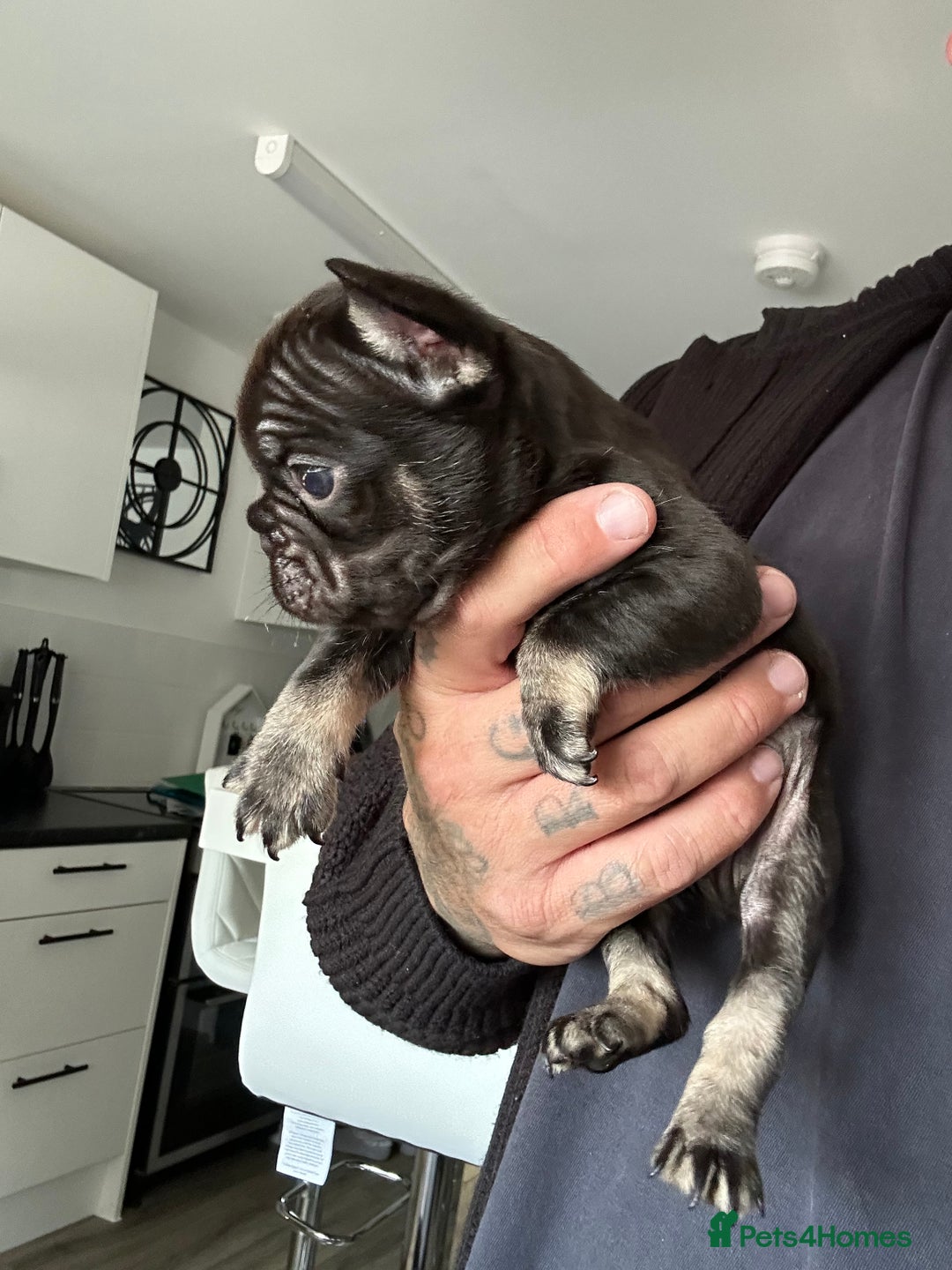 French Bulldog dogs for sale: Fluffy carriers - Image 5