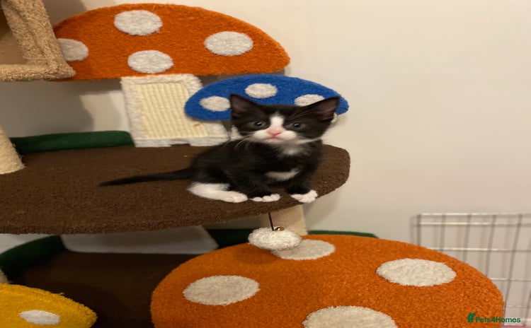 Mixed Breed cats - Advert 7
