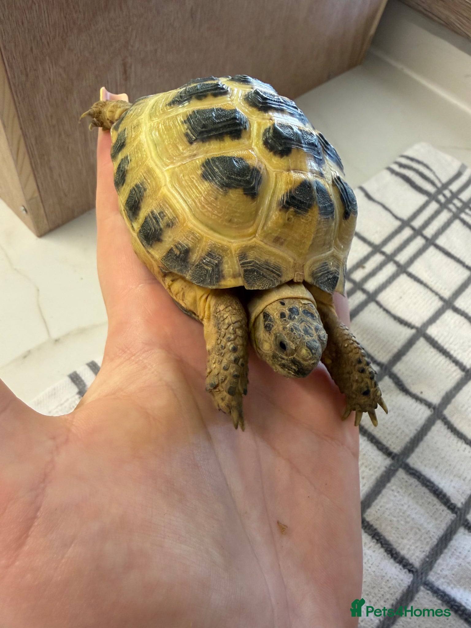 Tortoise reptiles for sale: 2x horsfield tortoises  in Nottingham - Advert 1