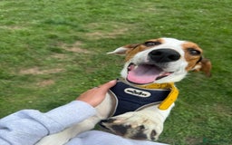 Foxhound dogs for adoption: Hugo – The Puppy Who Survived the Silence - Image 8