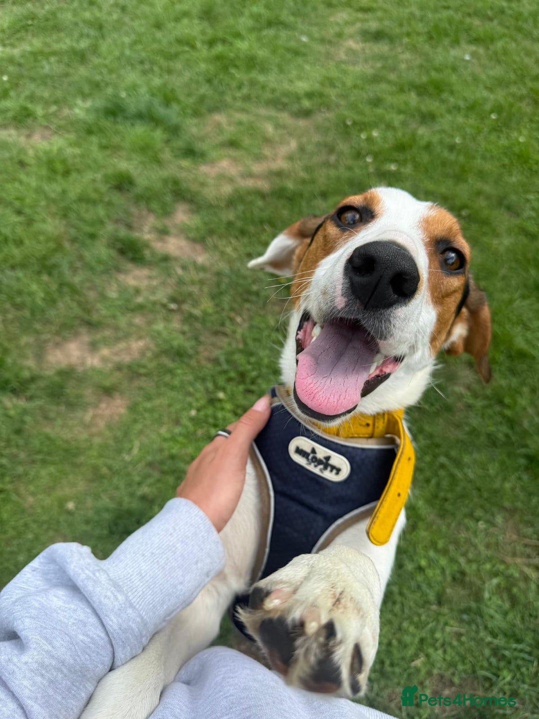 Foxhound dogs for adoption: Hugo – The Puppy Who Survived the Silence - Image 8