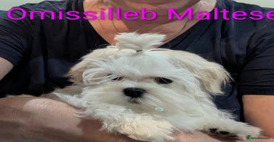 Maltese dogs - Advert 2