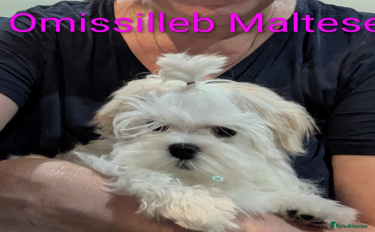 Maltese dogs - Advert 2