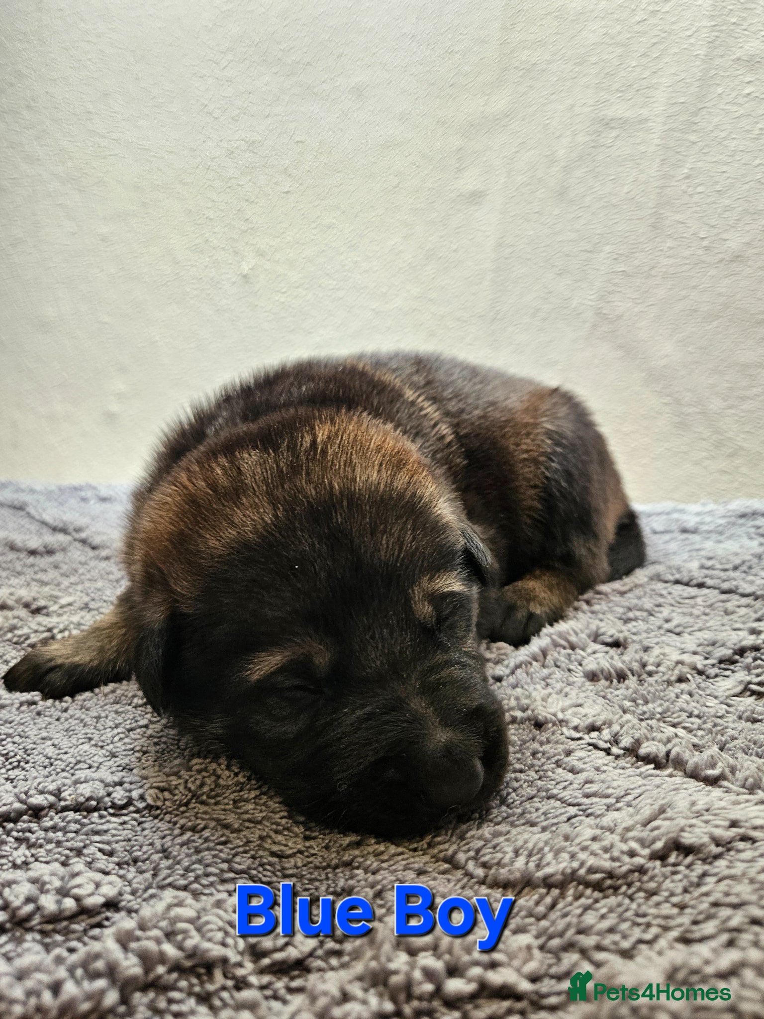 German Shepherd dogs German Shepherd Puppies - Advert 2