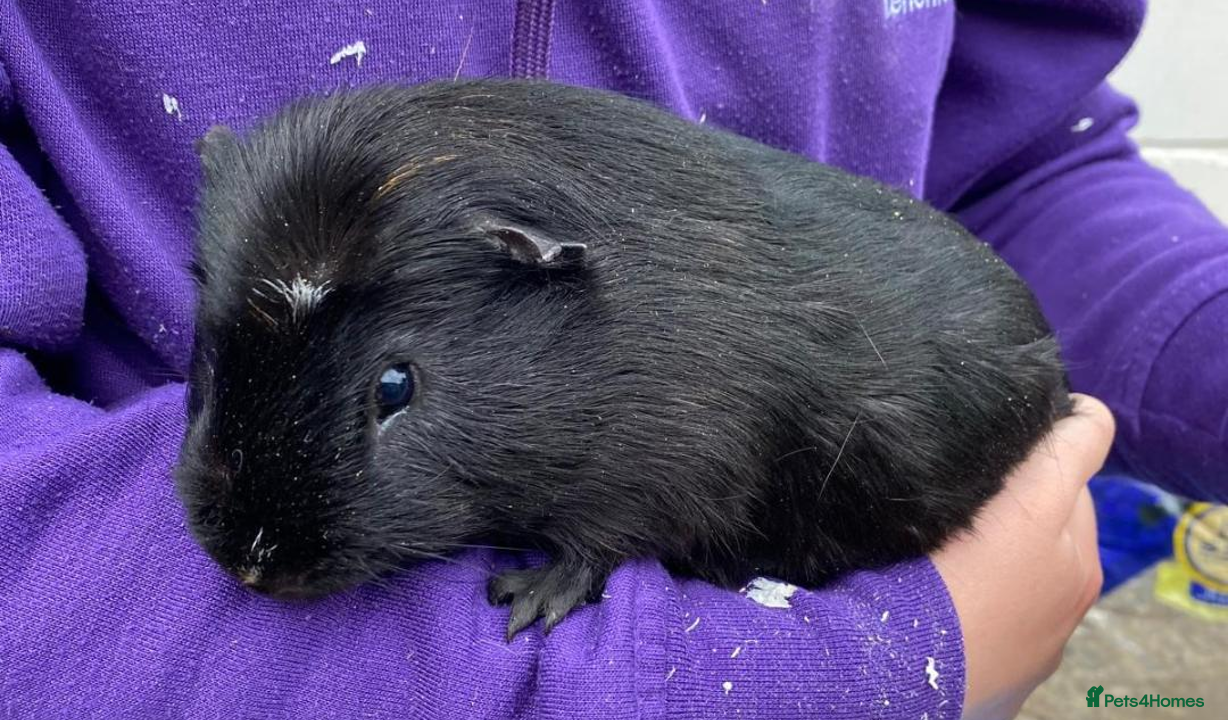 Guinea Pig rodents Male guinea pigs for sale - Advert 6