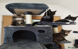 Maine Coon cats for sale: Maine Coon Kittens - Fluffy Chaos Incoming - Image 12