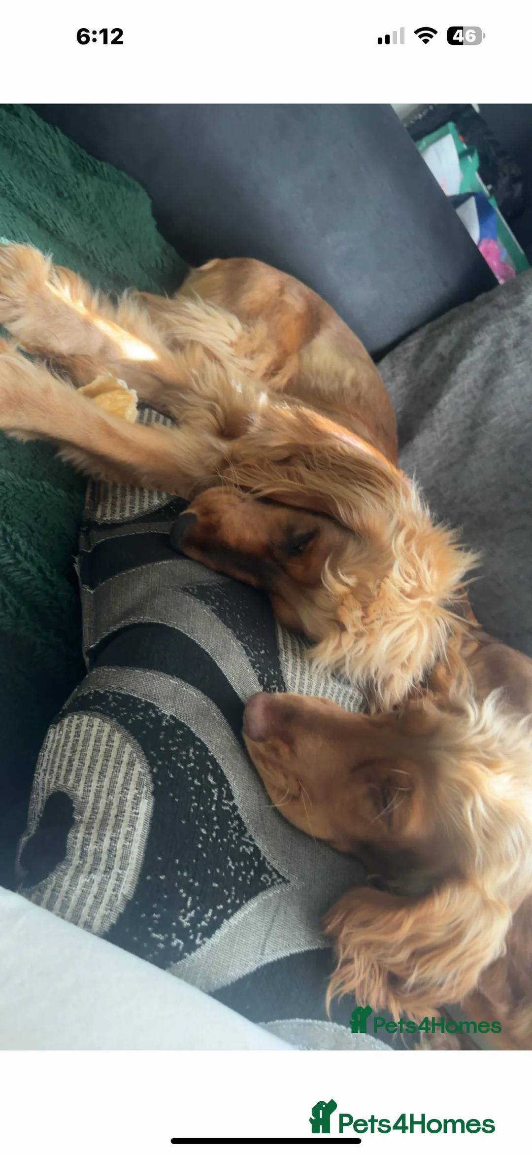 Cocker Spaniel dogs for sale: Female Show cocker spaniel  - Advert 2