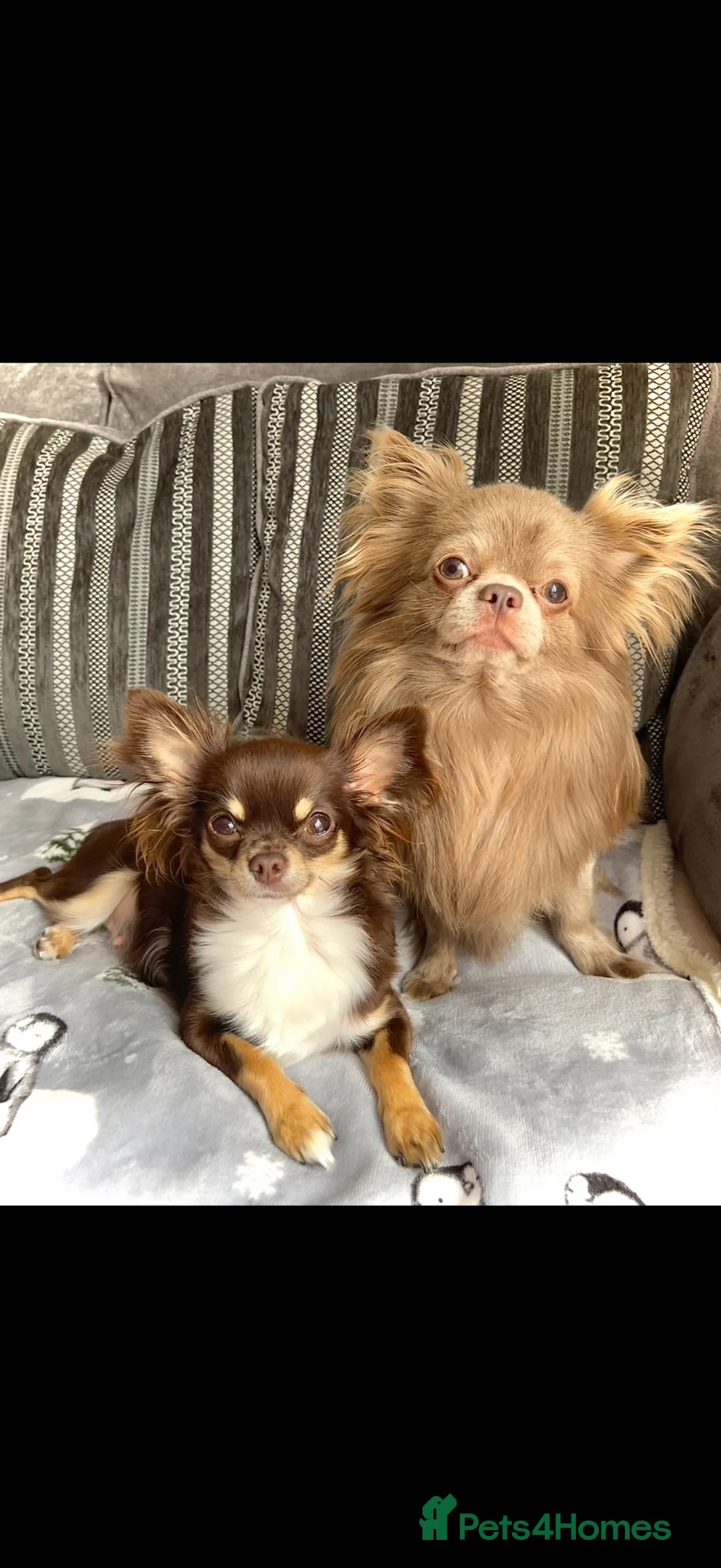 Chihuahua dogs for sale: Gorgeous longcoat chihuahua boys  - Advert 10
