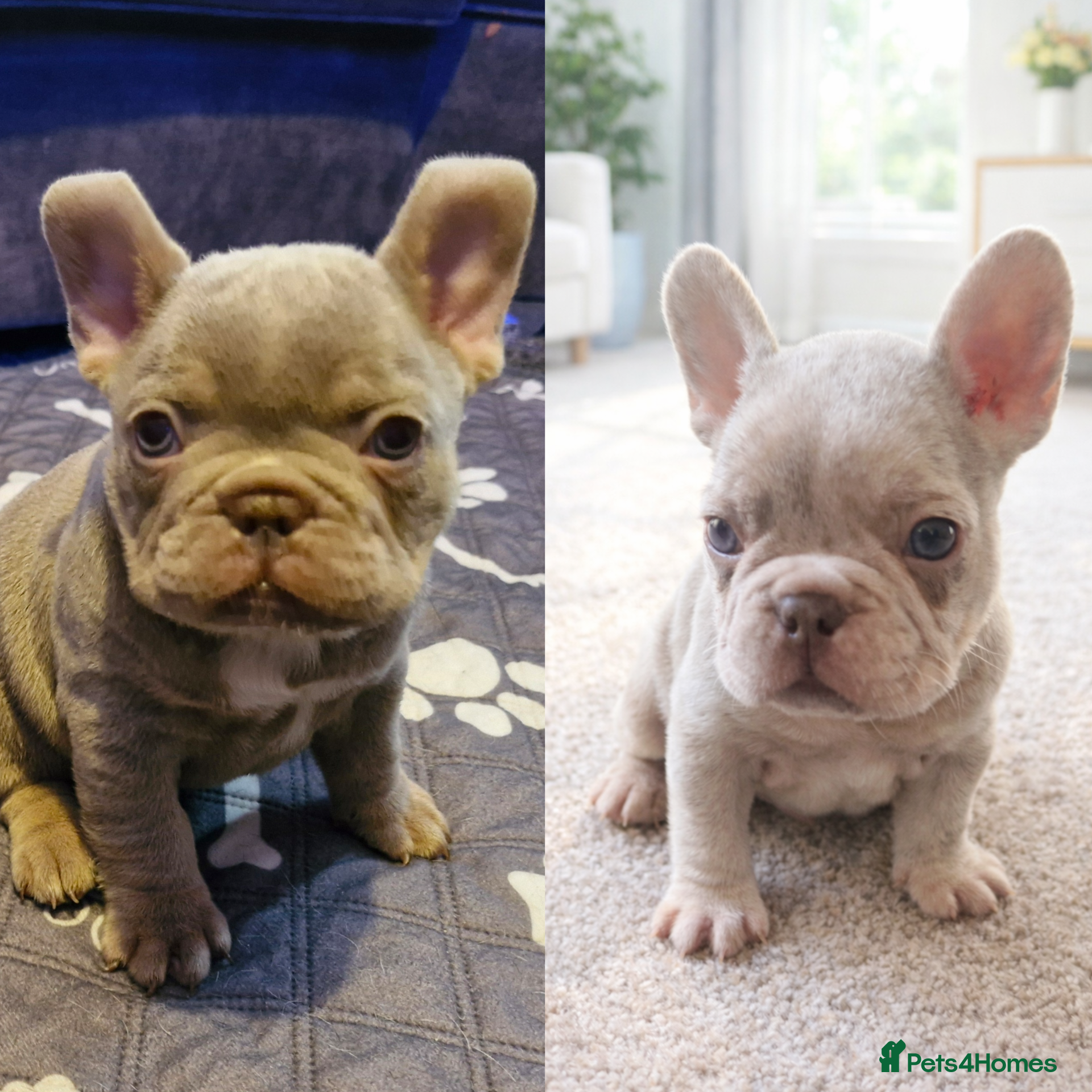 French Bulldog dogs  Stunning merle french bulldogs  - Advert 8