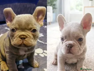 French Bulldog dogs Stunning merle french bulldogs - Advert 8