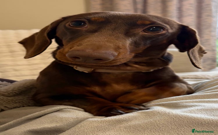 Miniature Dachshund dogs - Advert 4