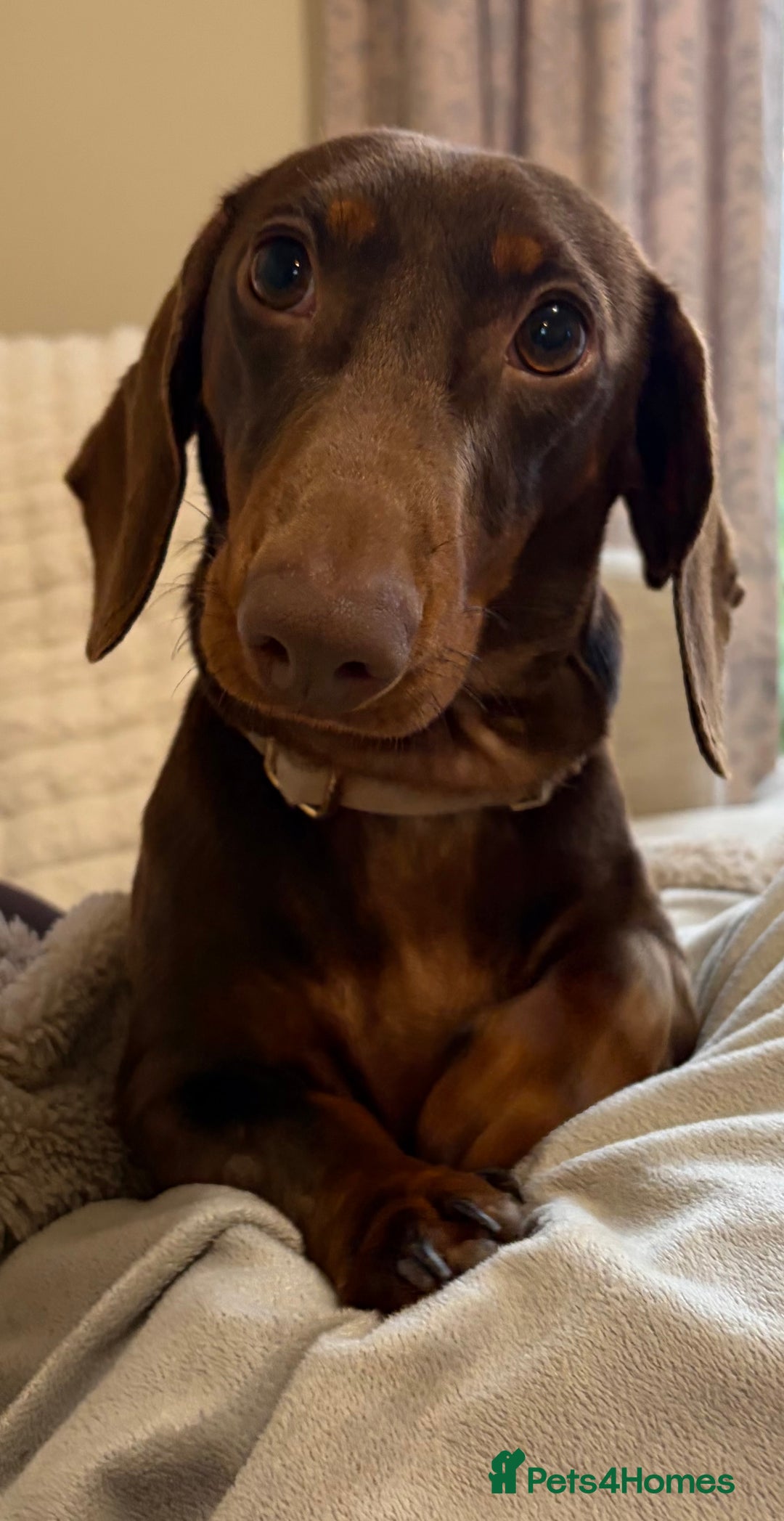 Miniature Dachshund dogs for sale: Female Choc & Tan Miniature Dachshund - Image 1