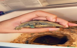 Hermann Tortoise reptiles for sale: hermann tortoise - Image 2