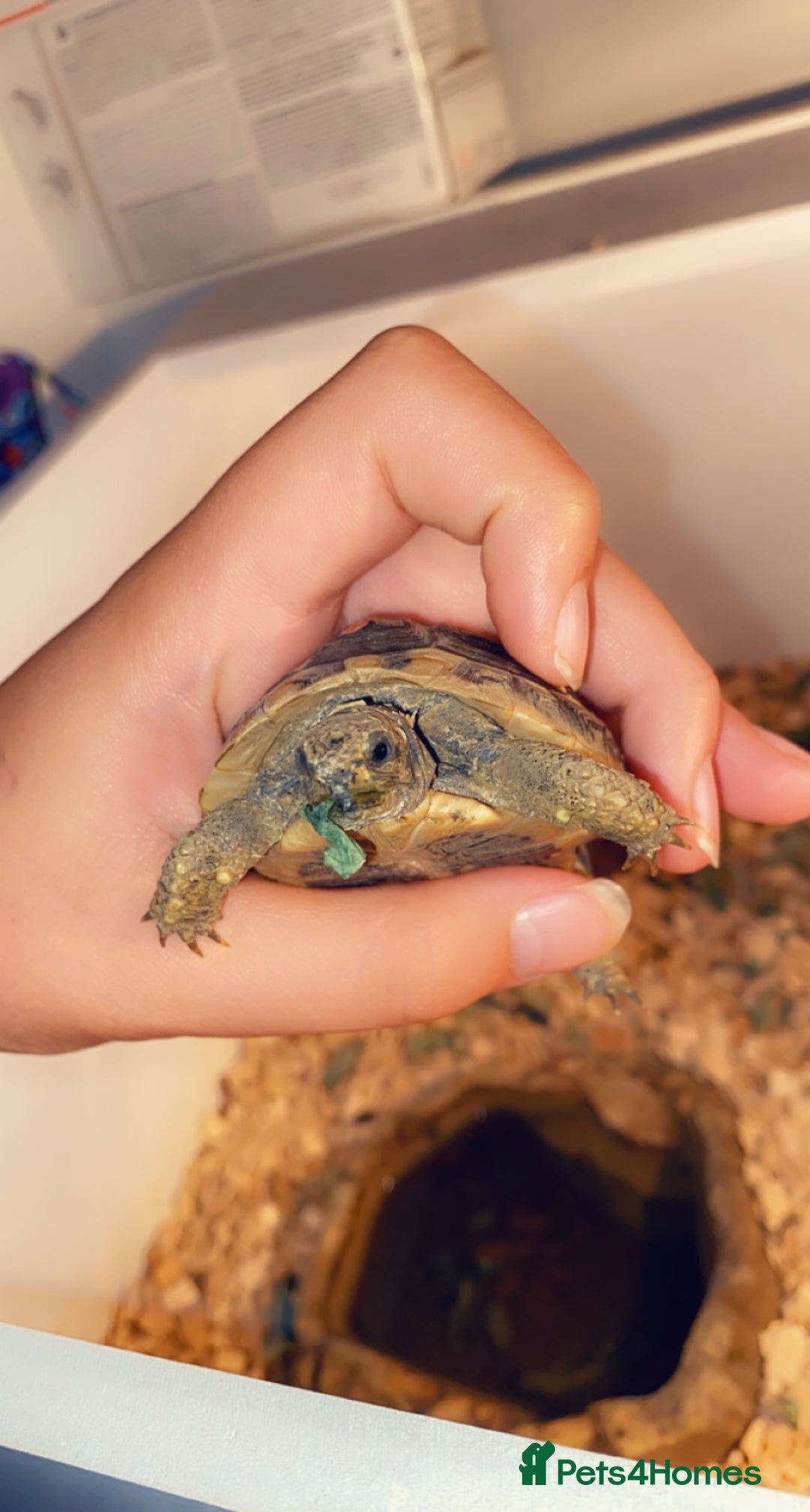 Hermann Tortoise reptiles for sale: hermann tortoise - Image 2