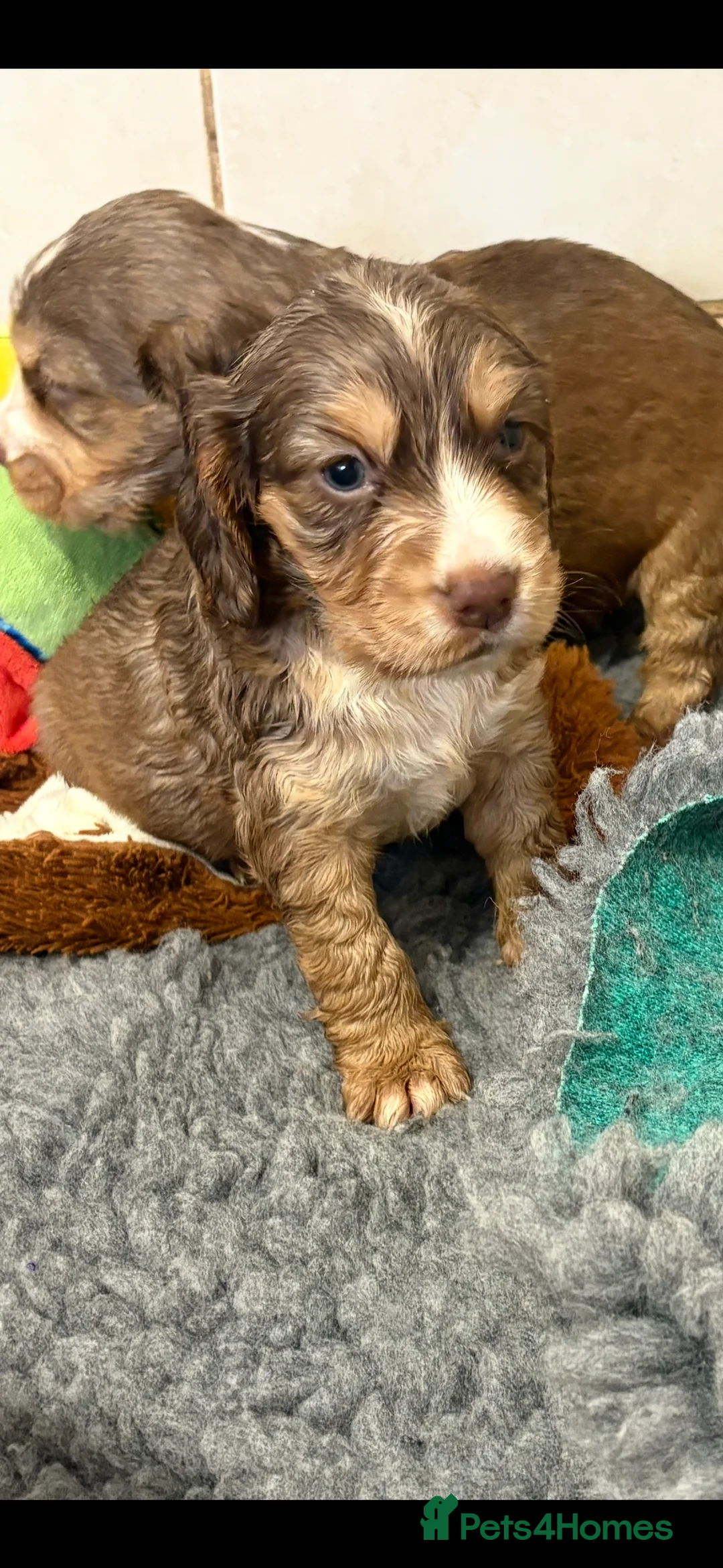 Cocker Spaniel dogs for sale: Chocolate sable cocker spaniels  - Advert 2