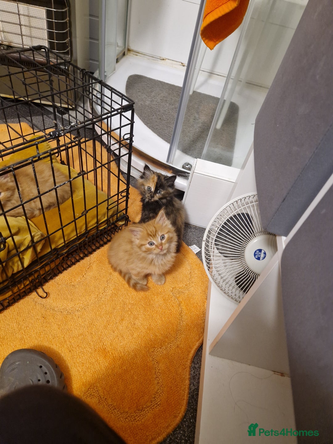 Mixed Breed cats for sale: Beautiful kittens - Image 7