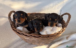 Miniature Dachshund dogs for sale: Miniature Dachshund Puppies - Image 7