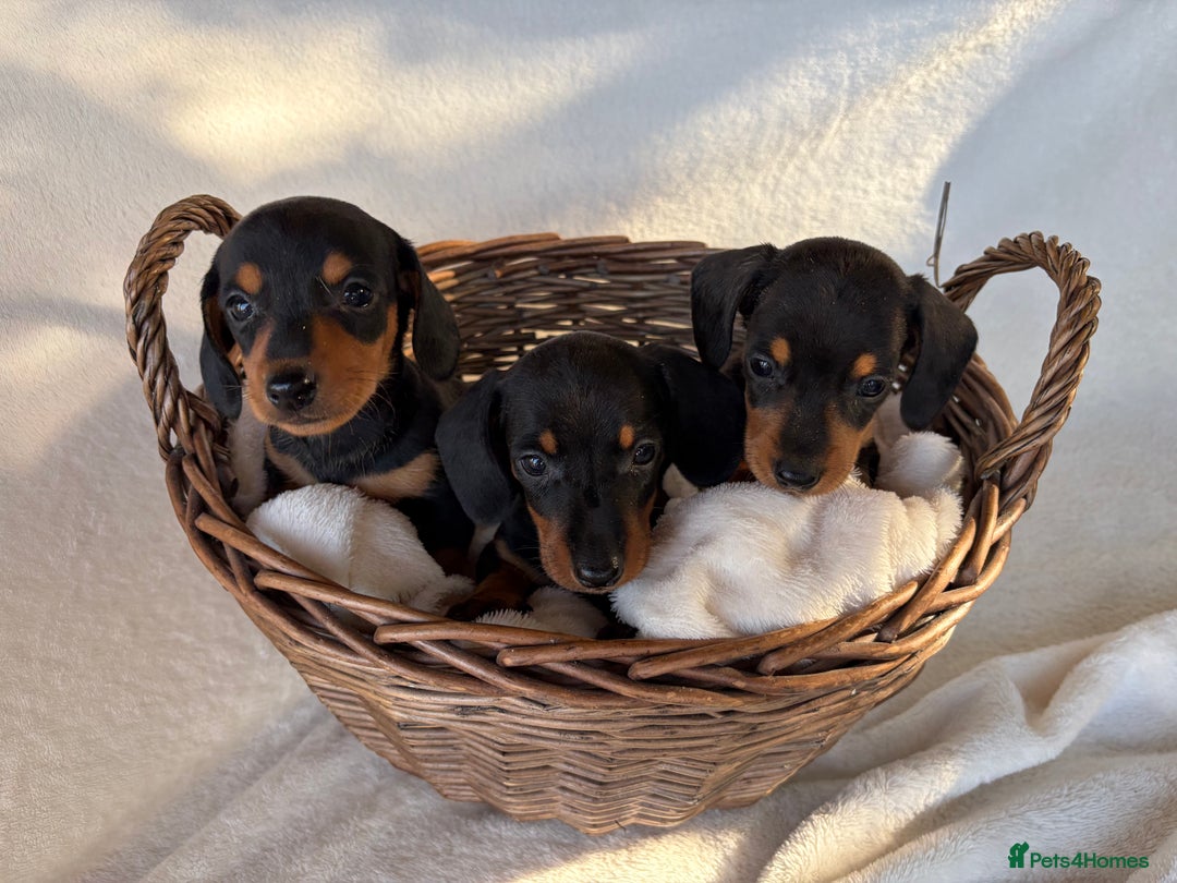 Miniature Dachshund dogs for sale: Miniature Dachshund Puppies - Image 7