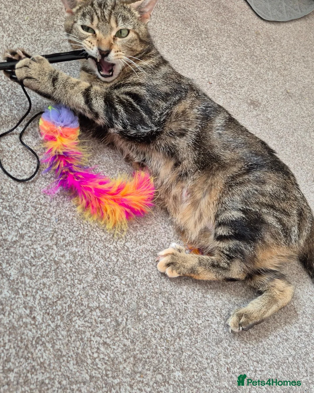 Mixed Breed cats for adoption: Chatty and Cuddly - Advert 2