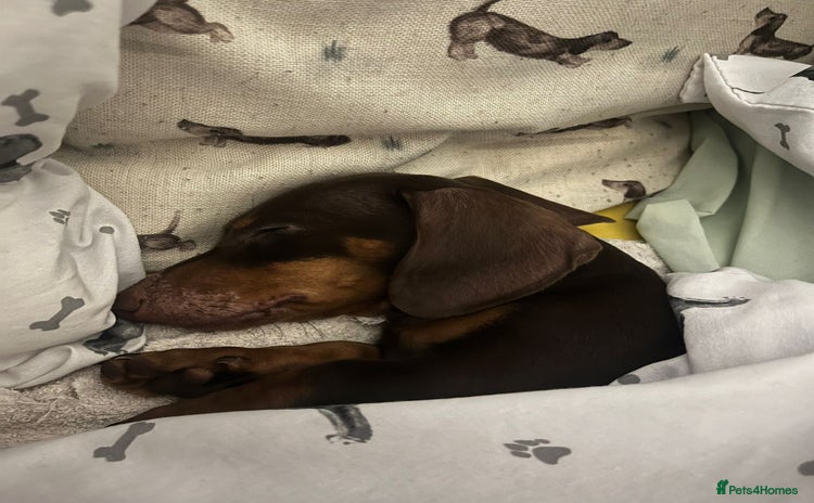 Miniature Dachshund dogs - Advert 14