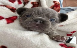 French Bulldog dogs for sale: French Bulldog puppies -fluffy & fluffy carriers✨ - Image 4
