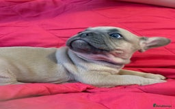 French Bulldog dogs for sale: French bulldog puppies  - Image 6