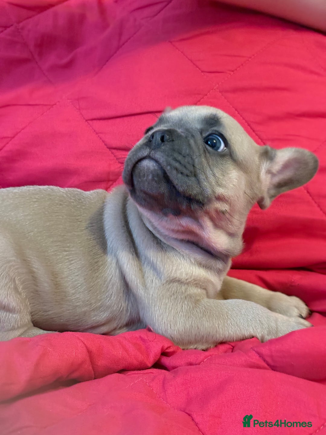 French Bulldog dogs for sale: French bulldog puppies  - Image 6