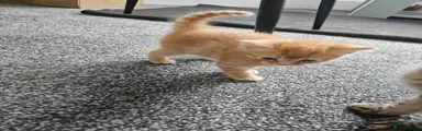British Longhair 1