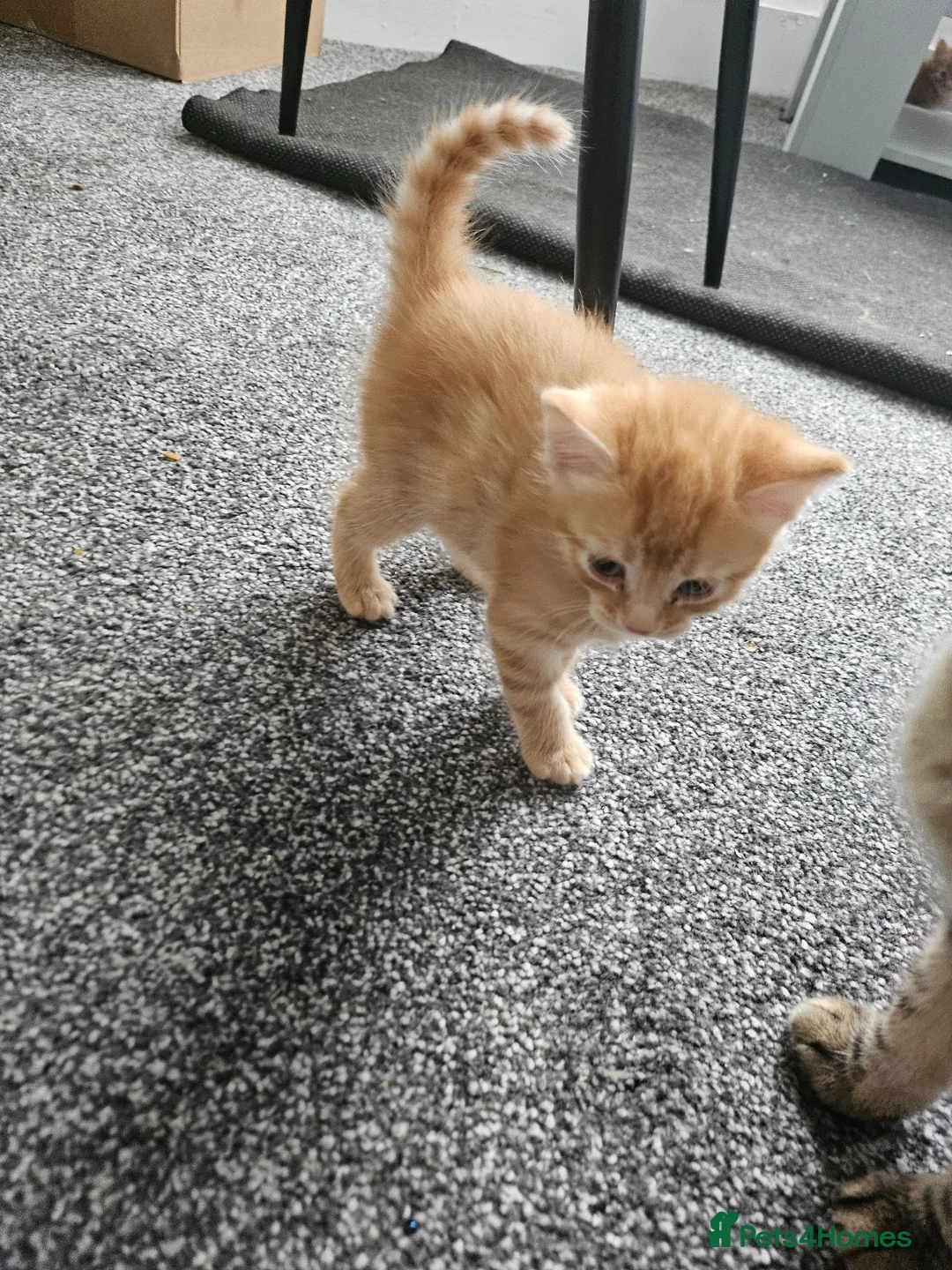 British Longhair cats for sale: Longhaired and shorthaired ginger, black, b & w - Advert 33