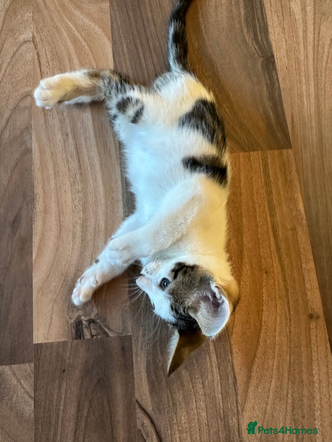 Mixed Breed cats for sale: Crossed Between Oriental short hair & White Bengal - Advert 30