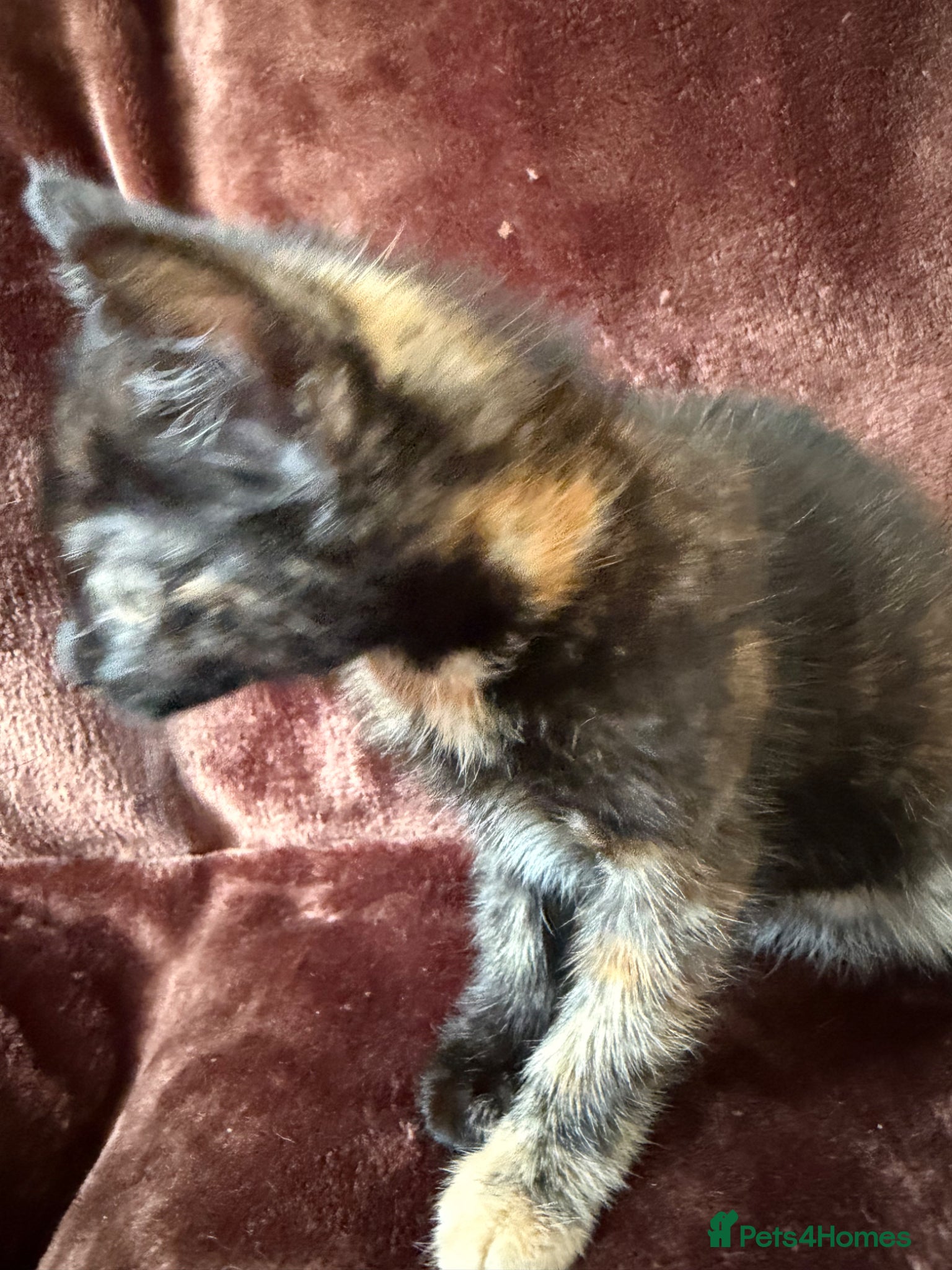 Mixed Breed cats for sale: Tortie Female Kittens - Advert 9