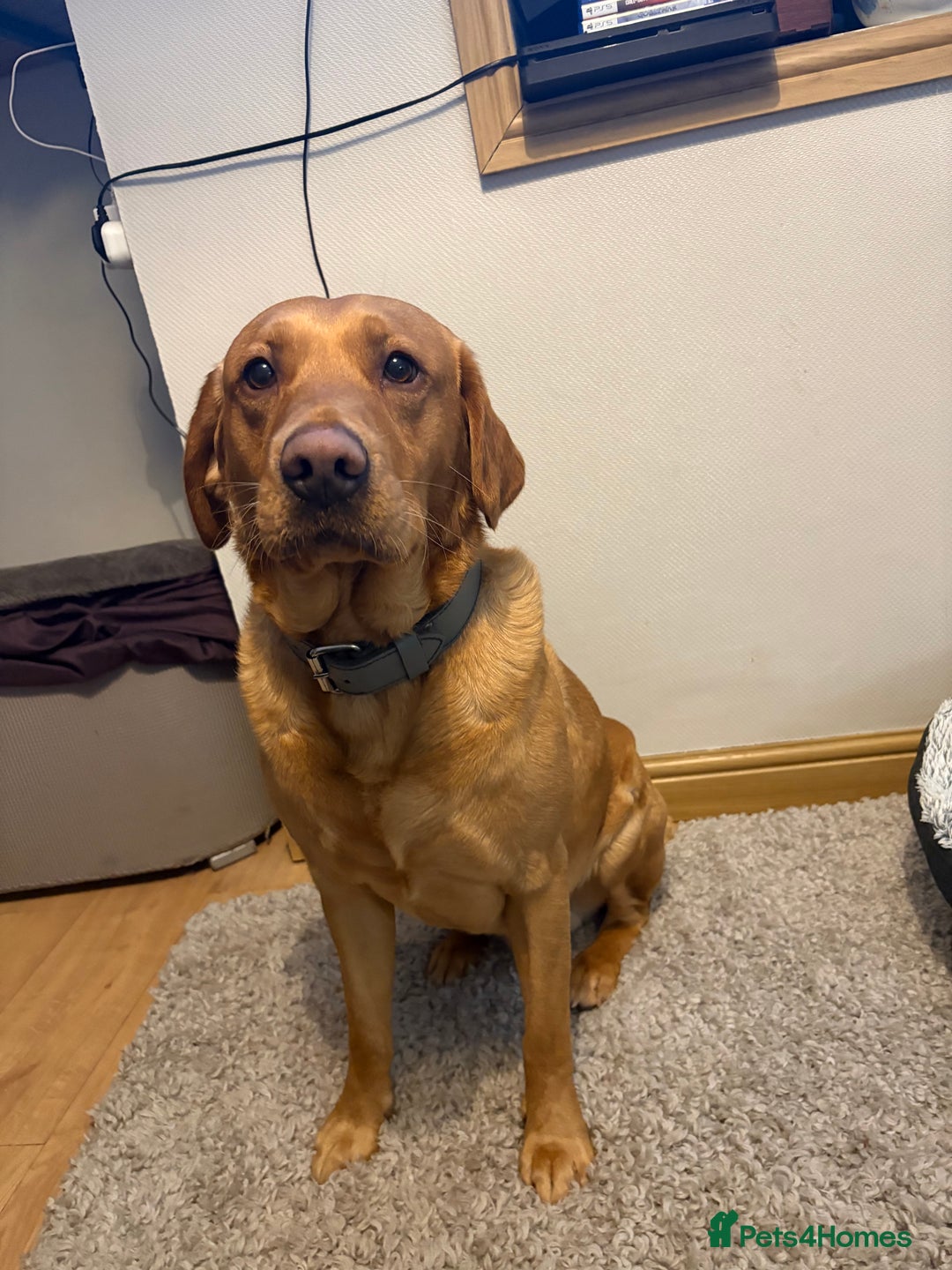 Labrador Retriever dogs for stud: Labrador retriever for stud  - Advert 12