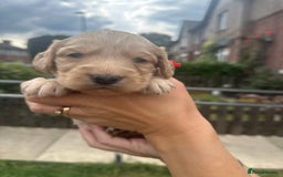 Cockapoo dogs for sale: Stunning f1b cockapoo puppies!!  - Image 26